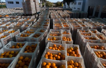 الموالح تتصدر القائمة.. 2382 