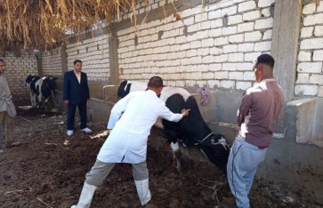 التحصين ضد الحمى القلاعية التحصين ضد الحمى القلاعية