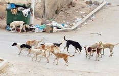 الكلاب الضالة 
