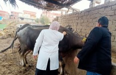 جانب من التحصين