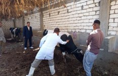 التحصين ضد الحمى القلاعية التحصين ضد الحمى القلاعية