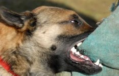 كلب يعقر شخصان