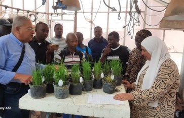 كفر الشيخ تصنع خبراء في تقاوي الأرز