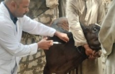 جانب من التحصين 