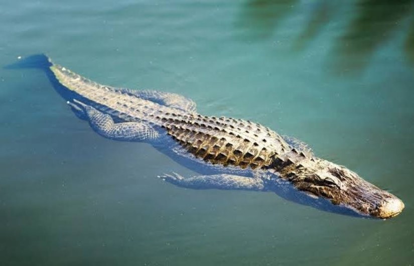 تمساح الزوامل