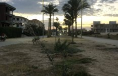زراعه الاشجار 
