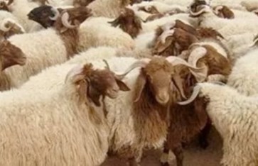 صك الأضحية