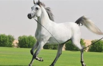 خيل عربي