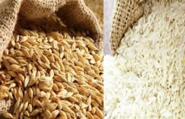 الأرز الشعير 