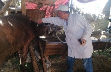 تحصين الماشيه 