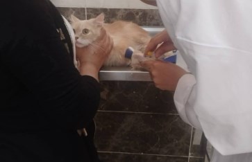 صوره ارشيفيه