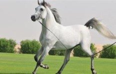 خيل عربي