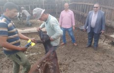 تحصين الماشيه ضد الحمى القلاعيه