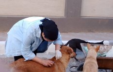 تطعيم الكلاب ضد مرض السعار