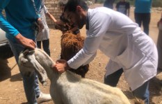 القوافل البيطريه 