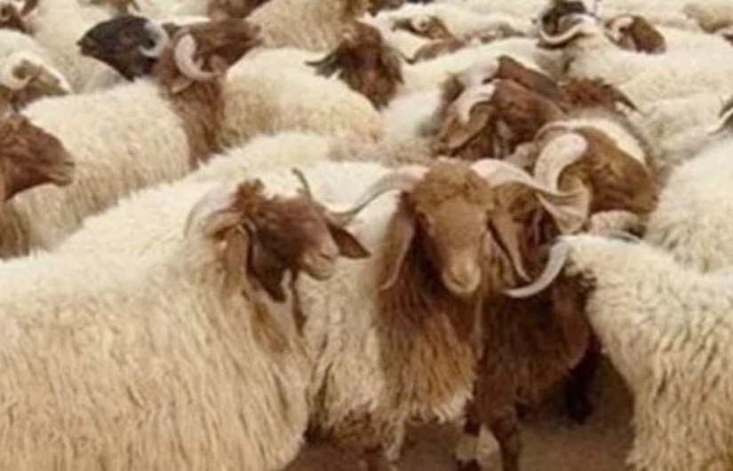 صك الأضحية صك الأضحية