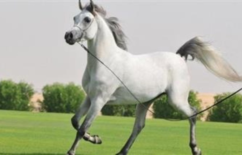 خيل عربي خيل عربي