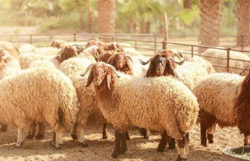 أضحية أضحية