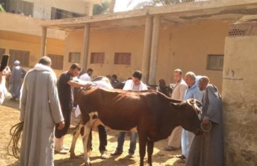 المنوفية 