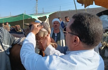 صوره ارشيفيه
