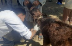 صوره ارشيفيه 