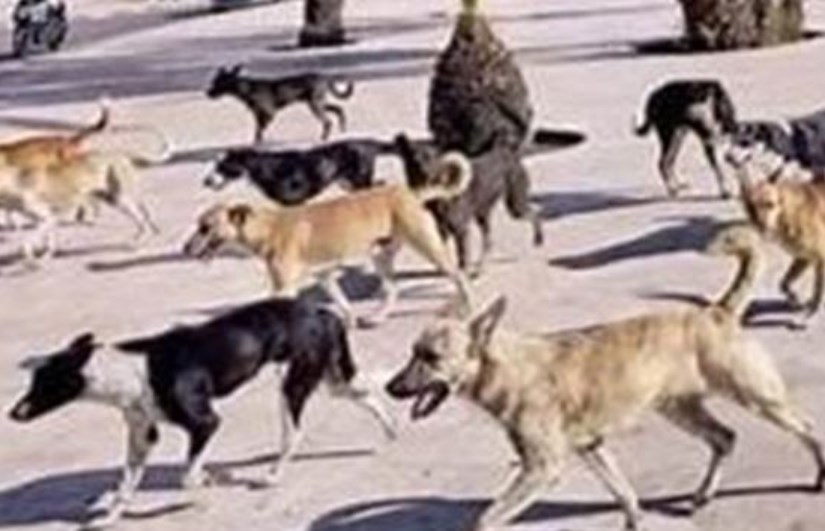 الكلاب الضالة الكلاب الضالة