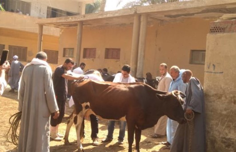 المنوفية المنوفية