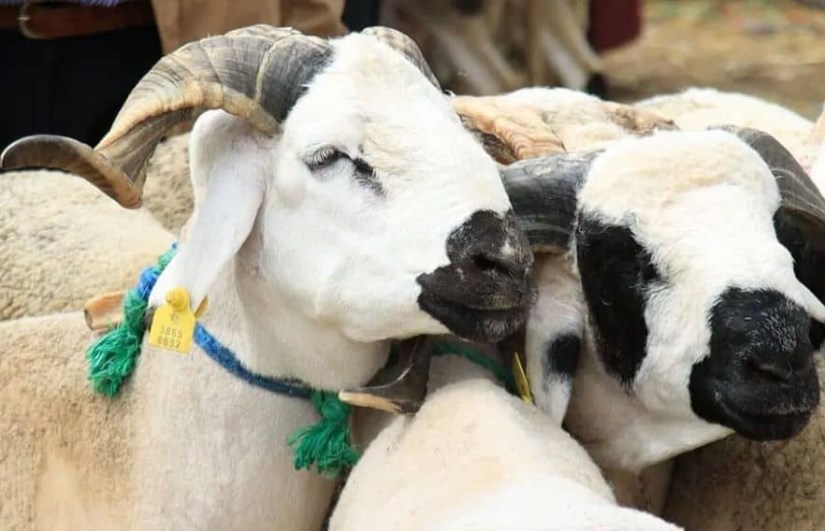 ما حكم أضحية عيد الأضحى وشروطها؟ متى تُذبح؟ كيفية اختيارها؟ ما حكم أضحية عيد الأضحى وشروطها؟ متى تُذبح؟ كيفية اختيارها؟