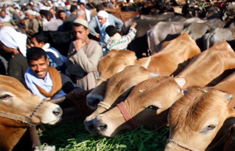 ماشية ماشية
