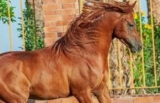 خيل