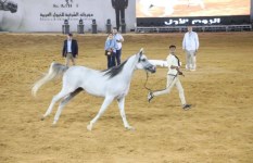 مهرجان الخيول العربية