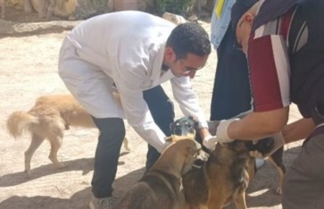 تحصين الكلاب الحرة