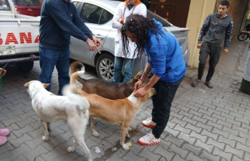 حملات تحصين وتعقيم كلاب الشوارع