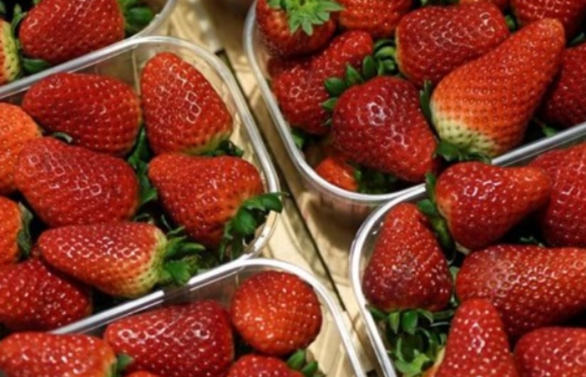 فتح السوق الأوزبكي أمام صادرات مصر من الفراولة الطازجة