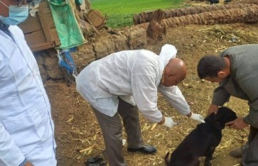 حملات تحصين وتعقيم كلاب الشوارع