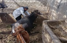 جانب من التحصين 