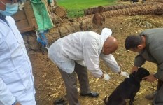 حملات تحصين وتعقيم كلاب الشوارع