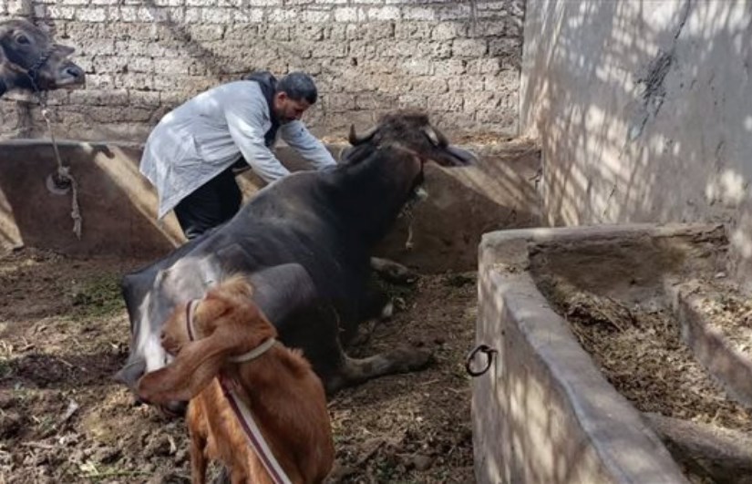 جانب من التحصين 