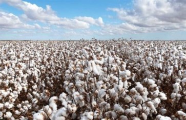 القطن