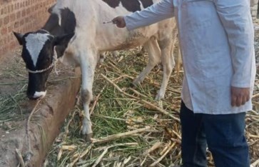 تحصين 20 ألف رأس ماشية