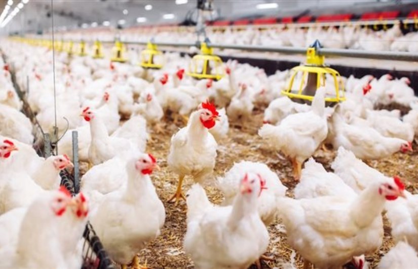 الدواجن البيضاء