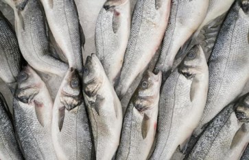 أسماك البوري