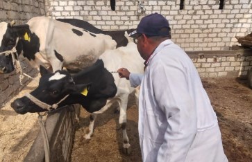 الحملة القومية للتحصين ضد مرض الجلد العقدي