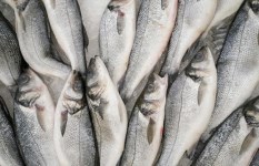 أسماك البوري