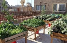 زراعة أسطح المنازل