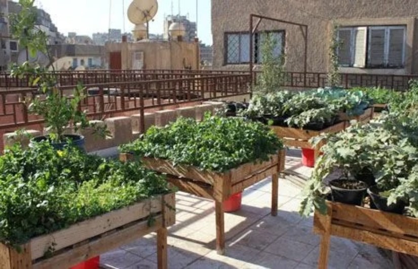 زراعة أسطح المنازل