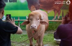 إنقاذ "الجاموس ترامب" من الذبح في عيد الأضحى.. ما قصته؟