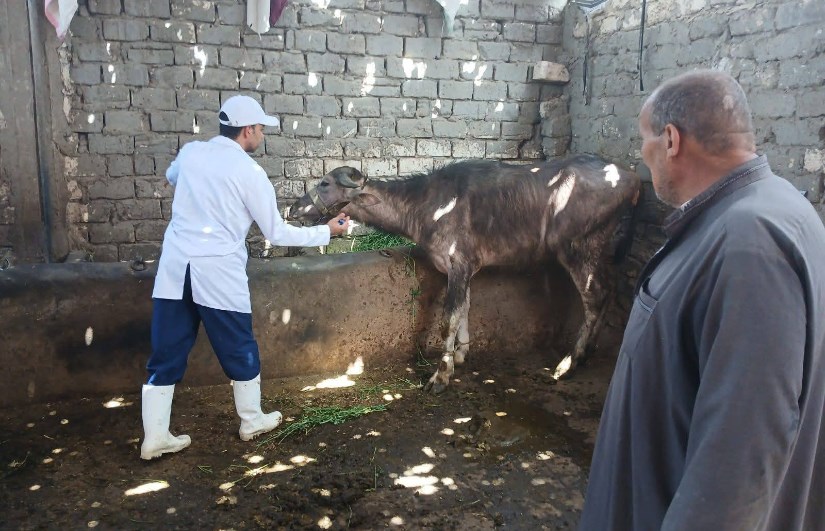 تحصين 85 ألف رأس ماشية